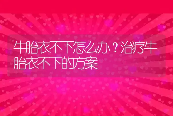 牛胎衣不下怎么办？治疗牛胎衣不下的方案 | 兽医知识大全