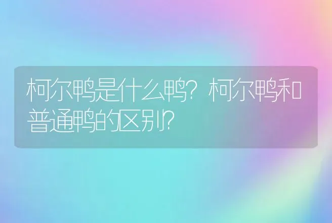 柯尔鸭是什么鸭？柯尔鸭和普通鸭的区别？ | 动物养殖