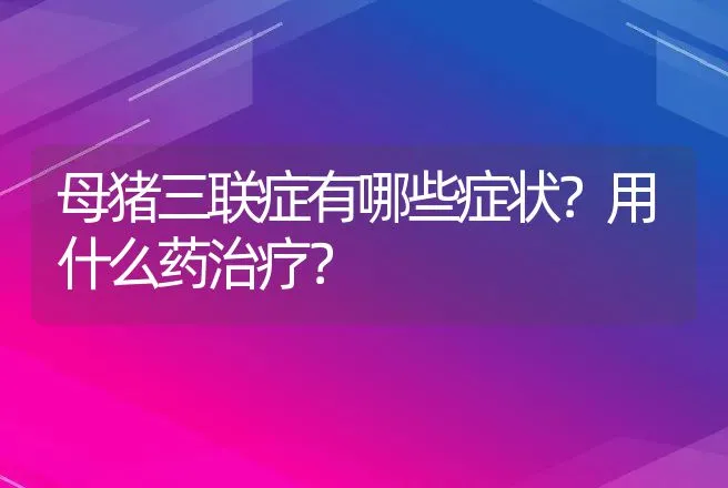 母猪三联症有哪些症状？用什么药治疗？ | 兽医知识大全