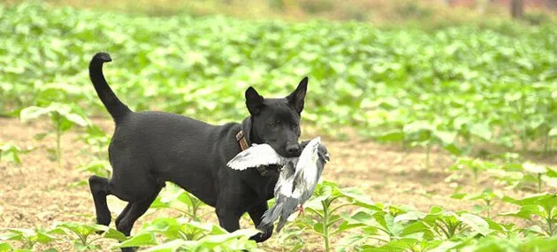 台湾犬好养吗,多少钱一只？台湾犬图片|价格|训练 | 宠物狗饲养