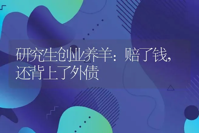 研究生创业养羊：赔了钱，还背上了外债 | 家畜养殖