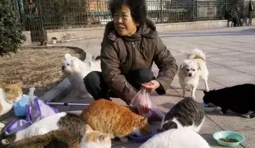 投喂流浪猫，我真的做错了吗？ | 宠物新闻资讯