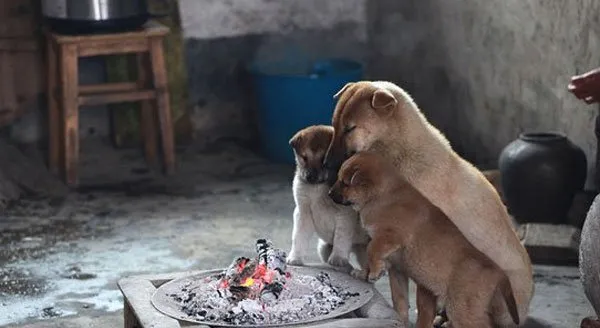 一群为在火炉边烤火的宠物狗狗 | 宠物狗图片