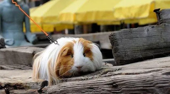 仓鼠和荷兰猪（豚鼠）哪个好养 | 宠物训练技巧