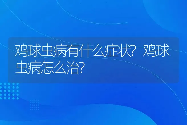 鸡球虫病有什么症状?鸡球虫病怎么治? | 兽医知识大全