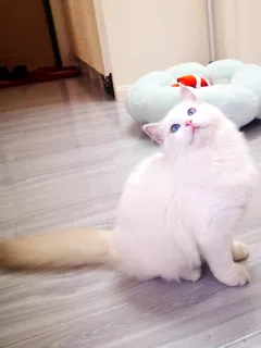 猫咪驱虫多久一次?给猫咪驱虫是什么时候? | 宠物猫病虫害防治