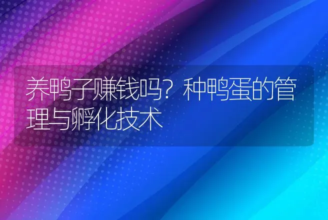 养鸭子赚钱吗？种鸭蛋的管理与孵化技术 | 家禽养殖