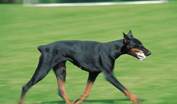 选购杜宾犬时需掌握的要点 | 宠物狗选购技巧