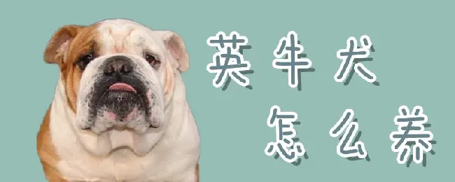 英牛犬怎么养 | 宠物病虫害防治