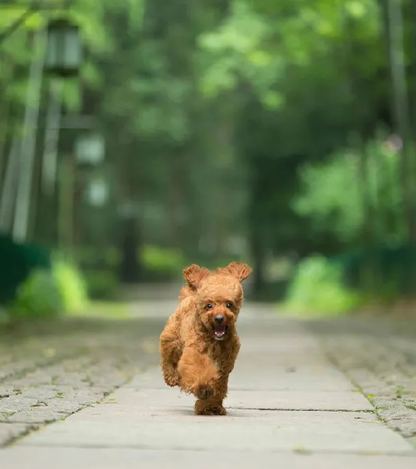 泰迪控专属|一组泰迪犬高清写真图片 | 宠物狗图片