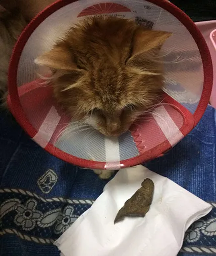 一例家猫先天性结肠憩室继发直肠脱垂病例分析 | 宠物猫病虫害防治