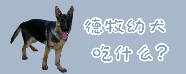 德牧幼犬吃什么 | 宠物病虫害防治