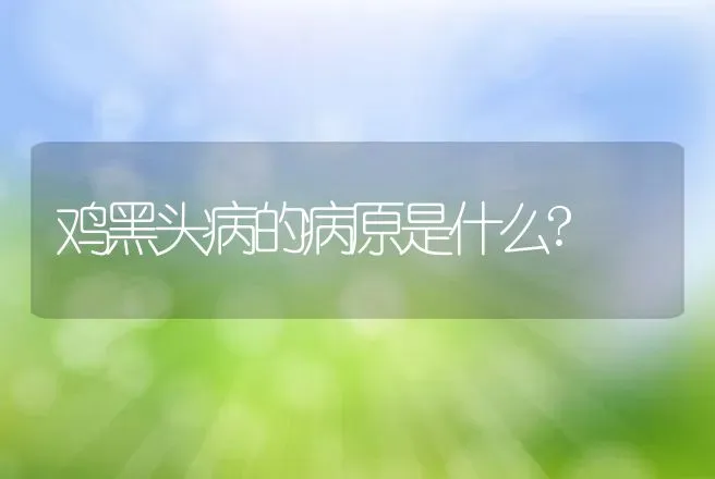 鸡黑头病的病原是什么? | 兽医知识大全