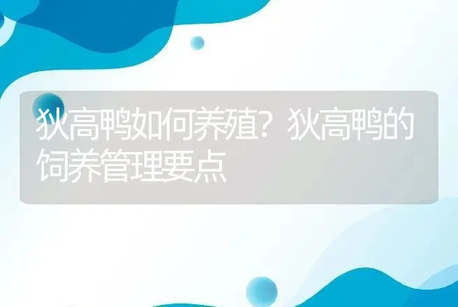 狄高鸭如何养殖？狄高鸭的饲养管理要点 | 家禽养殖