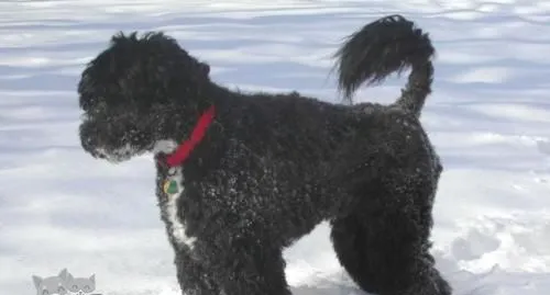 葡萄牙水犬吃什么好 葡萄牙水犬喂食要点 | 宠物病虫害防治