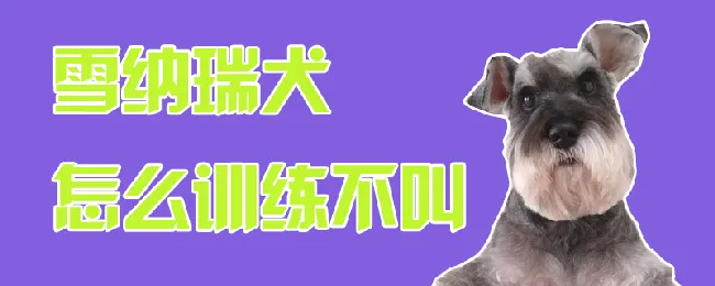 雪纳瑞犬怎么训练不叫 | 宠物训练技巧