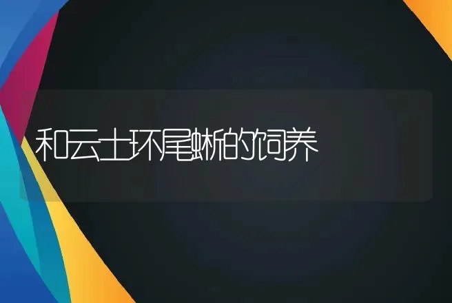 和云士环尾蜥的饲养 | 动物养殖