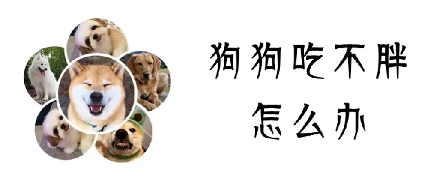 狗狗吃不胖怎么办 | 宠物病虫害防治