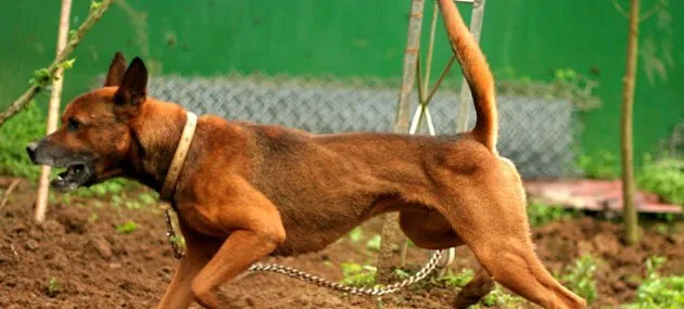 台湾犬好养吗,多少钱一只？台湾犬图片|价格|训练 | 宠物狗饲养