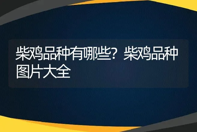 柴鸡品种有哪些？柴鸡品种图片大全 | 动物养殖