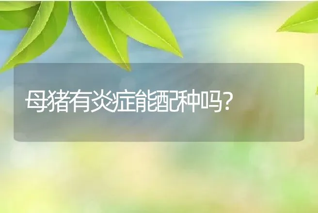 母猪有炎症能配种吗？ | 兽医知识大全