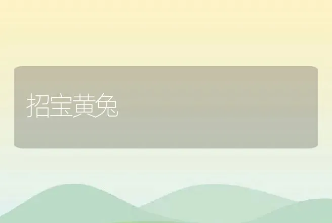 招宝黄兔 | 动物养殖