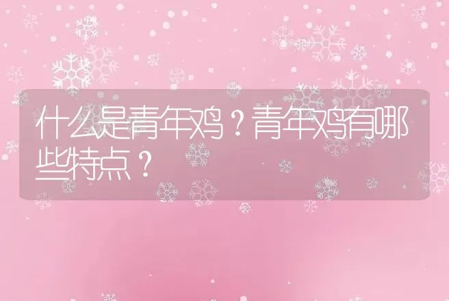 什么是青年鸡？青年鸡有哪些特点？ | 家禽养殖