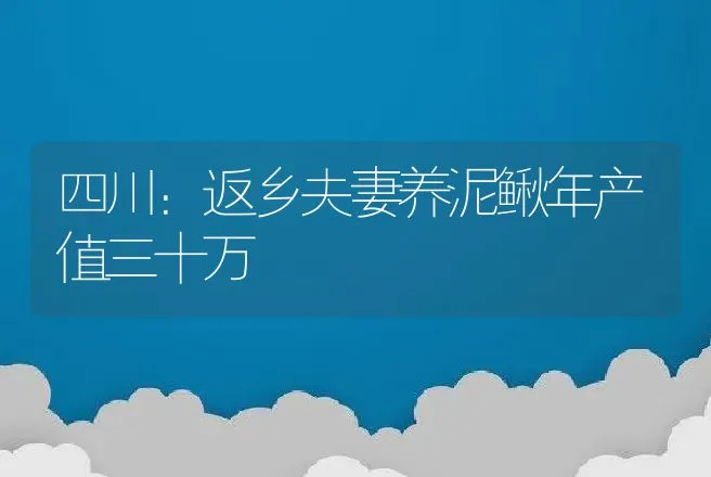 四川：返乡夫妻养泥鳅年产值三十万 | 养殖致富