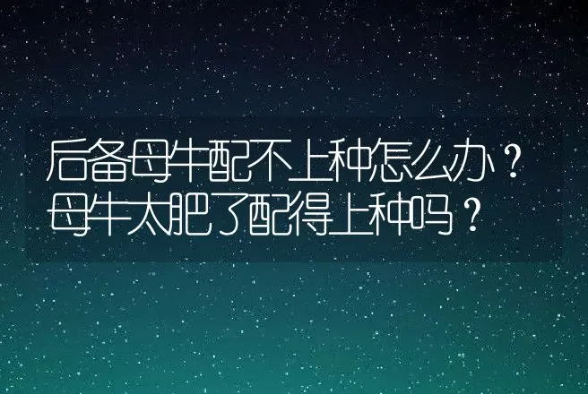 后备母牛配不上种怎么办？母牛太肥了配得上种吗？ | 家畜养殖