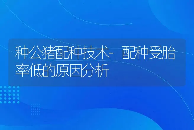 种公猪配种技术-配种受胎率低的原因分析 | 动物养殖