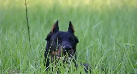 法国狼犬吃什么狗粮好 法国狼犬狗粮选择推荐 | 宠物病虫害防治