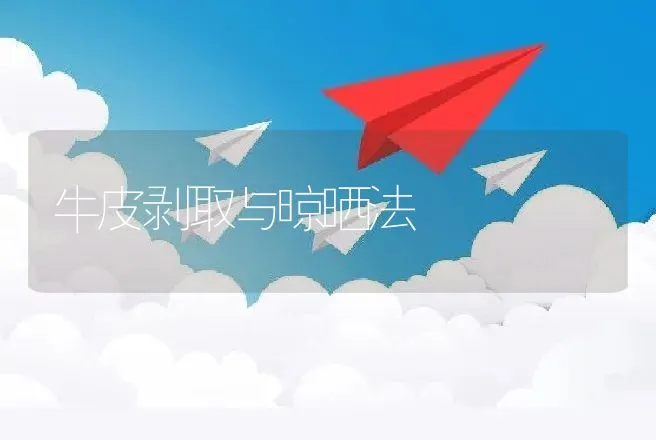 牛皮剥取与晾晒法 | 动物养殖