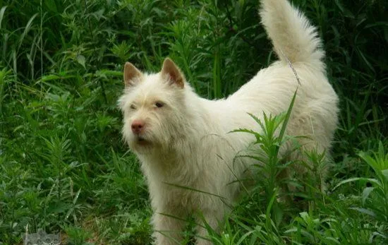 下司犬怎么洗澡 下司犬洗澡步骤流程 | 宠物病虫害防治