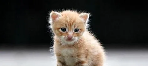 幼猫猫粮哪个牌子好?猫咪饲养! | 宠物猫饲养