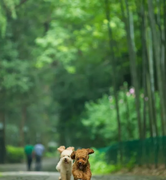 泰迪控专属|一组泰迪犬高清写真图片 | 宠物狗图片