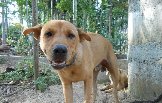 中华田园犬什么东西不能吃 土狗不能吃的食物介绍 | 宠物病虫害防治