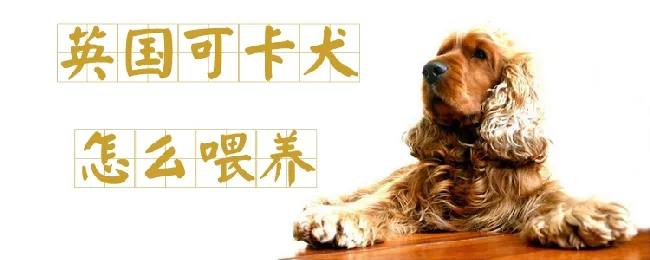 英国可卡犬怎么喂养 | 宠物病虫害防治