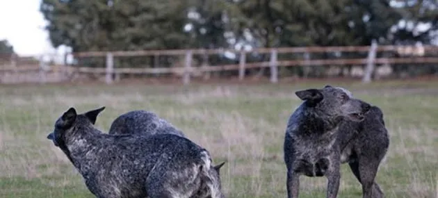 阿登牧牛犬好养吗?阿登牧牛犬性格_特征_训练【图】 | 宠物牧羊犬饲养