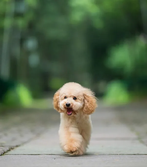 泰迪控专属|一组泰迪犬高清写真图片 | 宠物狗图片