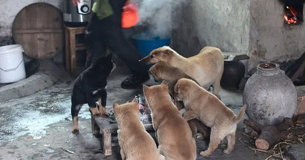 一群为在火炉边烤火的宠物狗狗 | 宠物狗图片