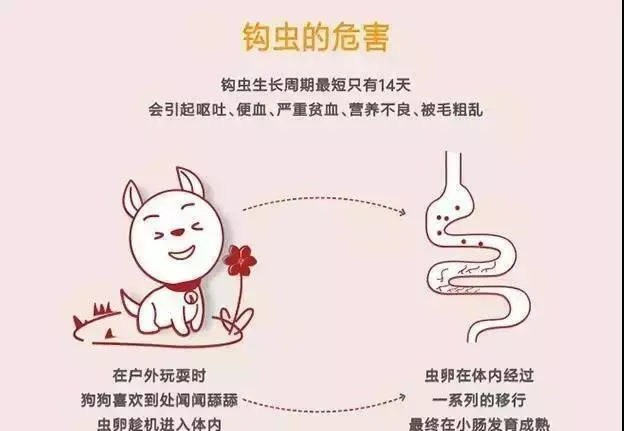 狗狗需要经常驱虫吗，狗狗驱虫时间是什么时候? | 宠物狗病虫害防治