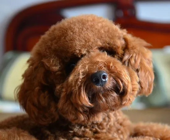 泰迪感冒怎么办?泰迪犬感冒症状及防治 | 宠物狗病虫害防治