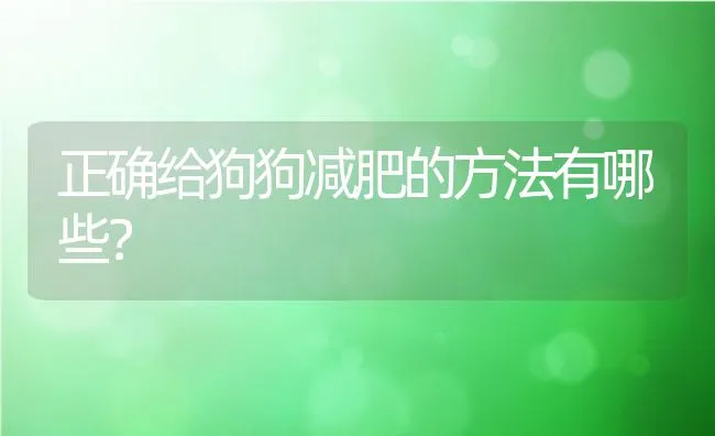 正确给狗狗减肥的方法有哪些？ | 宠物猫