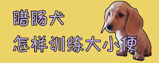 腊肠犬怎样训练大小便 | 宠物训练技巧