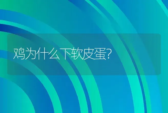 鸡为什么下软皮蛋？ | 家禽养殖