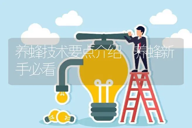 养蜂技术要点介绍 养蜂新手必看 | 特种养殖