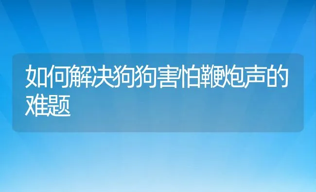 如何解决狗狗害怕鞭炮声的难题 | 宠物猫