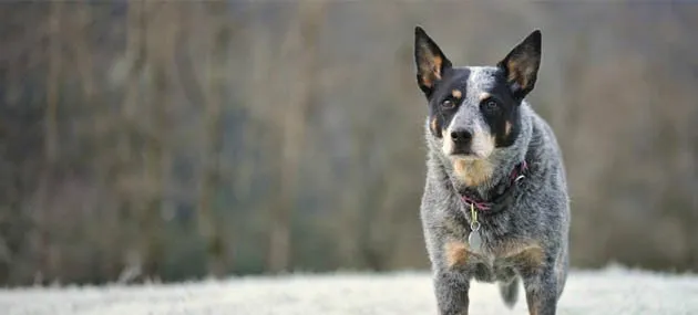 澳洲牧牛犬智商高吗,好不好养_图片|价格 | 宠物牧羊犬饲养