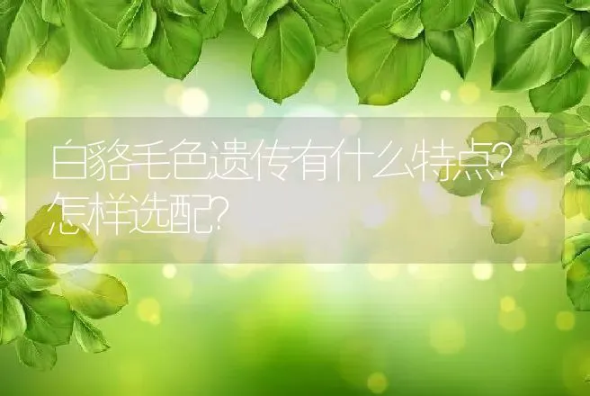 白貉毛色遗传有什么特点？怎样选配？ | 动物养殖