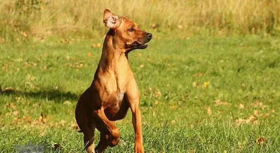 罗得西亚脊背犬吃什么狗粮 猎狮犬自制狗粮制作方法 | 宠物病虫害防治